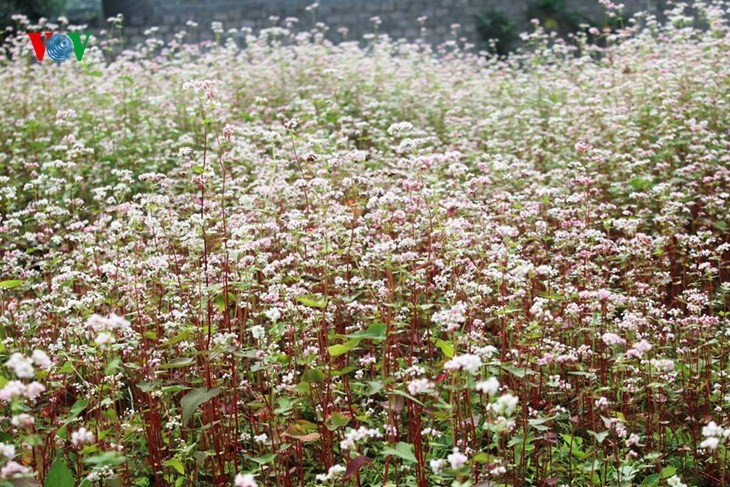 Ha Giang is appealing with beautiful buckwheat flowers - ảnh 2
